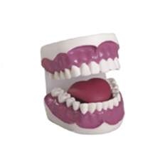 牙护理保健模型（放大3倍）
