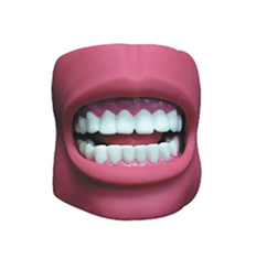 牙护理保健模型（带脸颊，自然大）