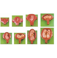 妊娠胚胎发育过程模型（8件/套）
