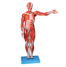 人体全身肌肉解剖附内脏模型80CM