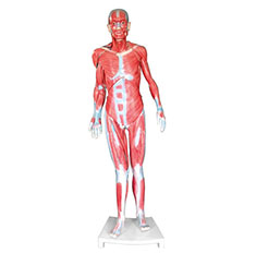 人体全身肌肉解剖附内脏模型170CM