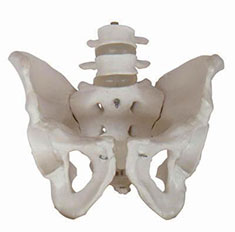 自然大骨盆带二节腰椎模型