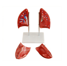 肺解剖模型